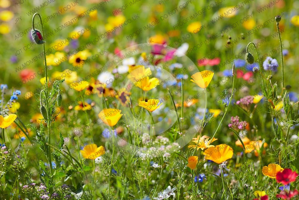 Wild summer flowers