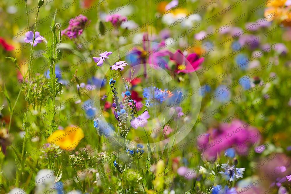 Wild summer flowers
