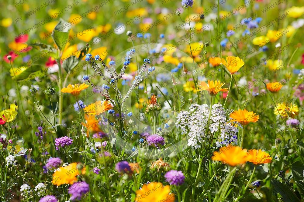 Wild summer flowers