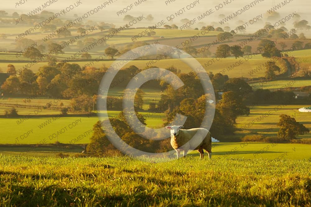 Pilsdon Pen sheep at sunrise