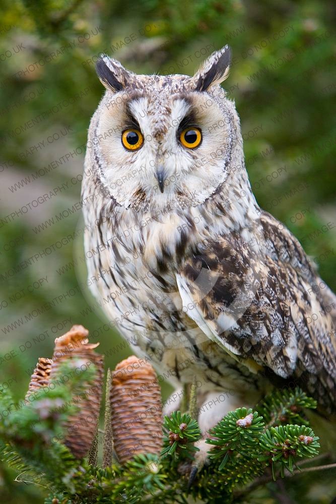 Long Eared owl