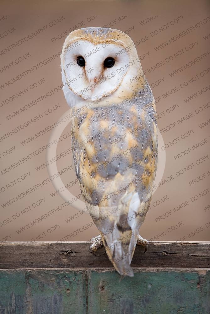 Barn Owl