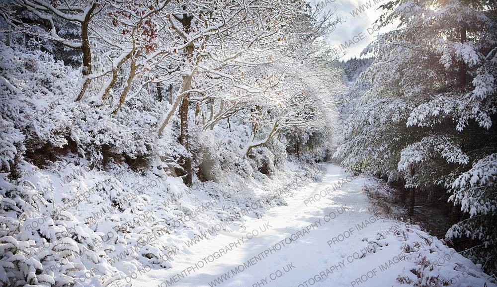 Quantock Hills Somerset