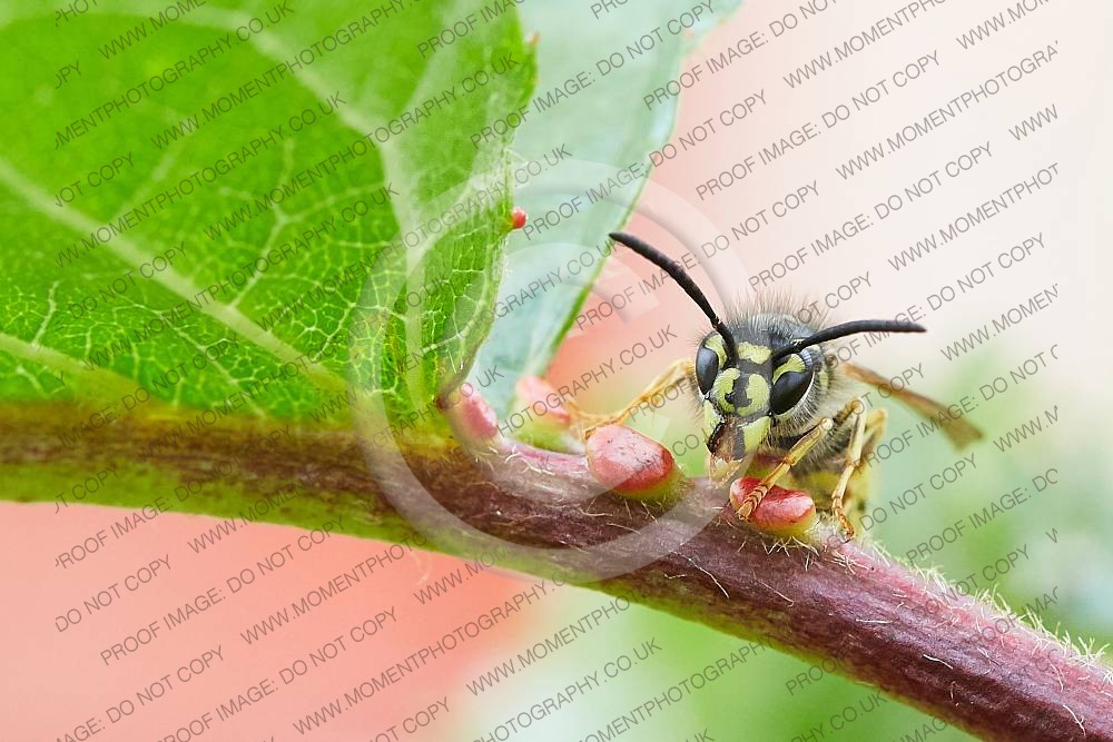 Wasp on cherry tree