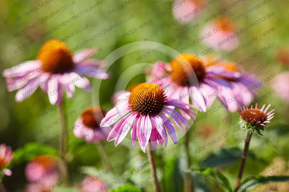 Echinacea