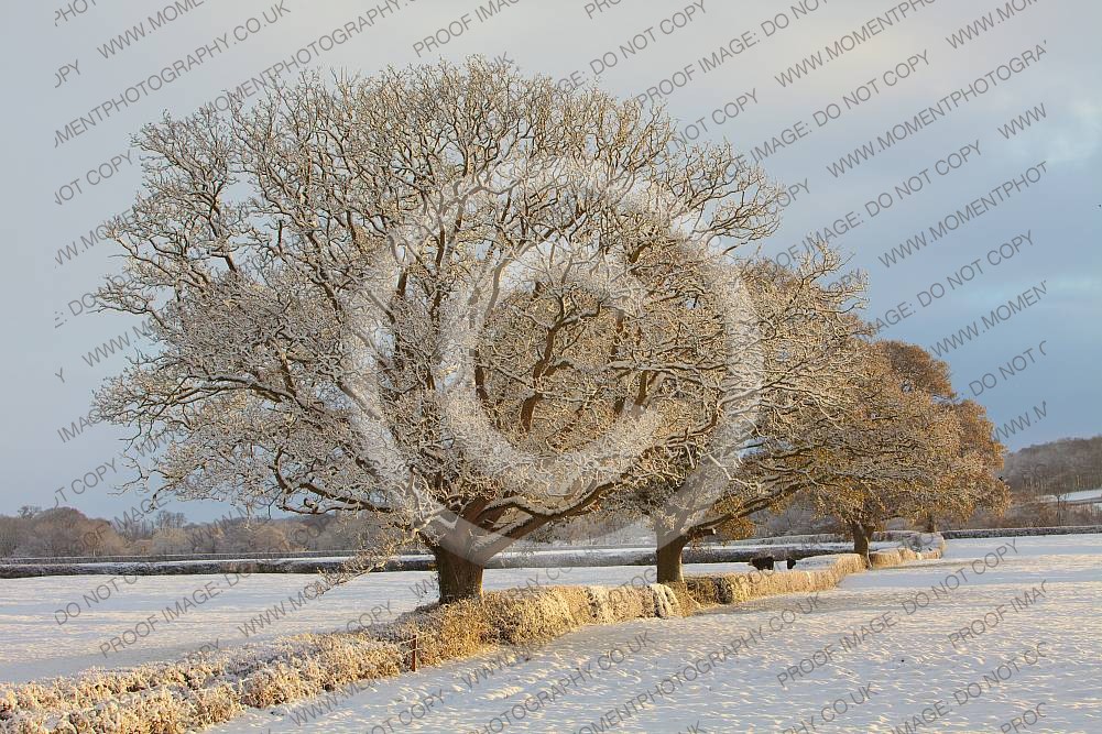 Quantock Hills Somerset