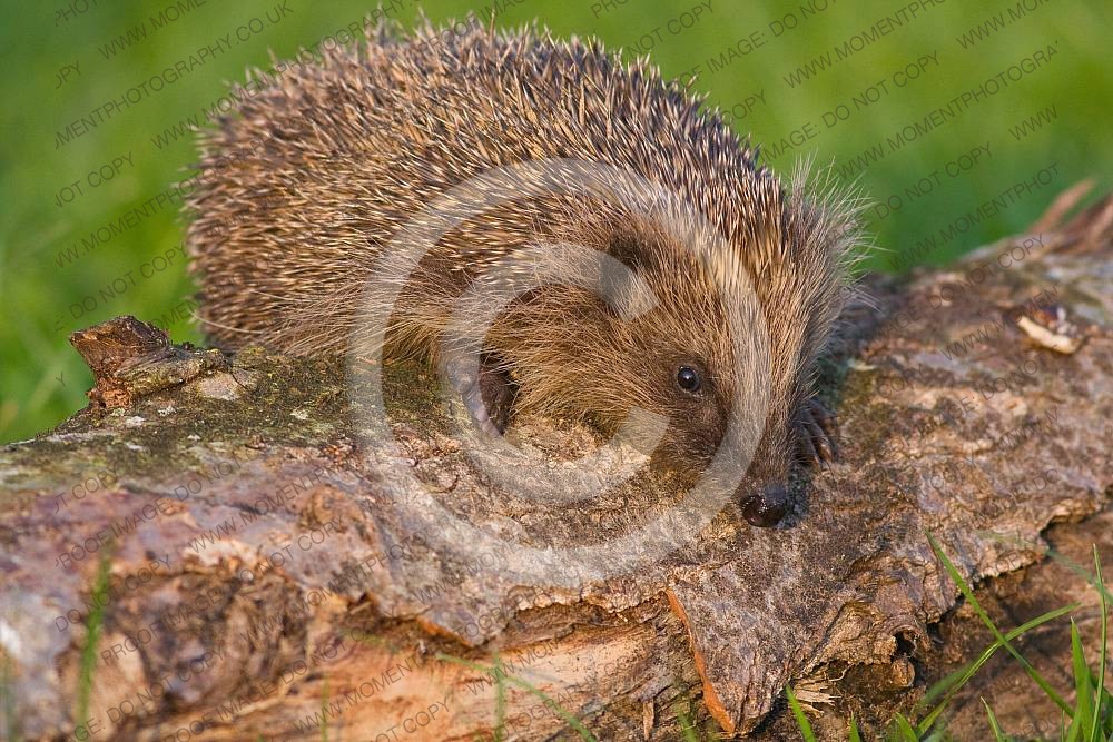 Hedgehog