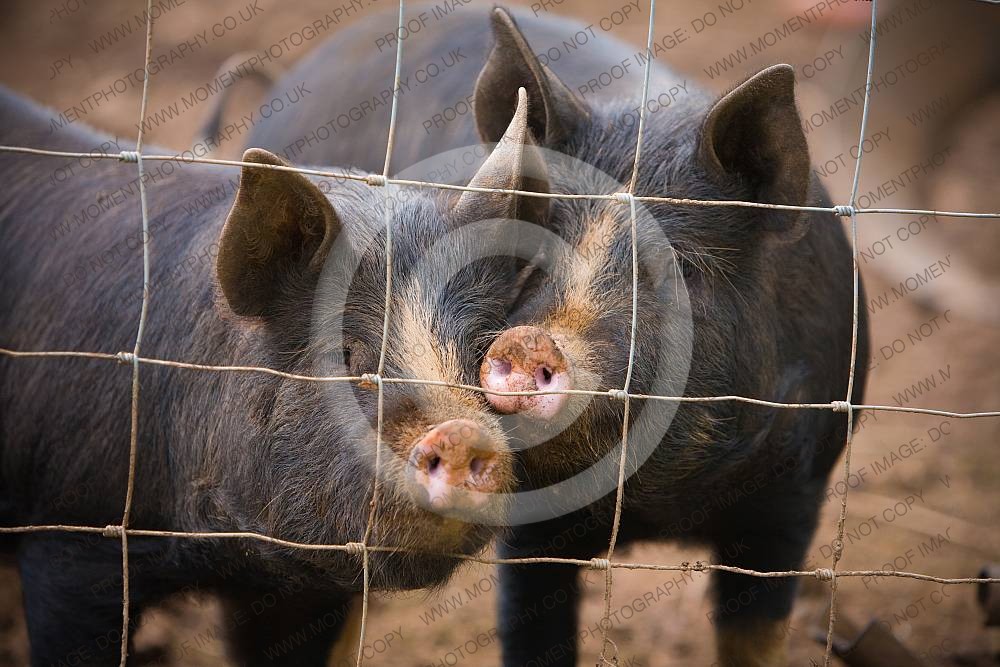 Black pigs