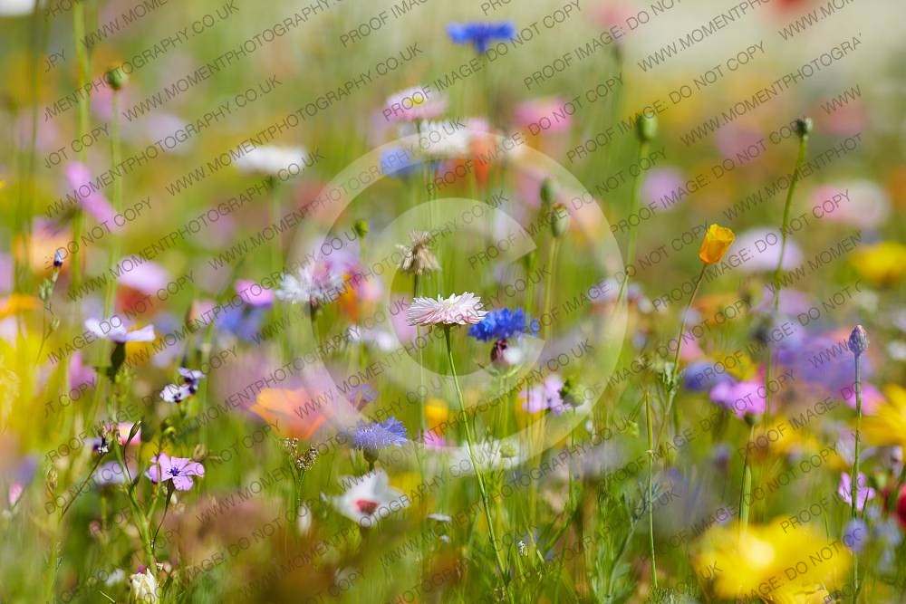 Wild summer flowers