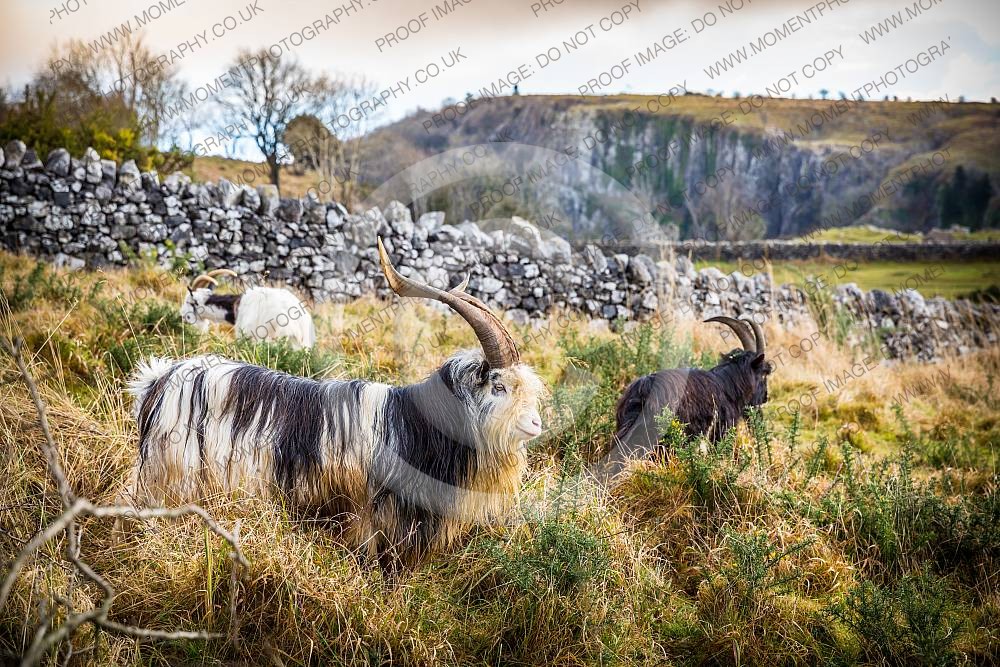Cheddar Gorge goats