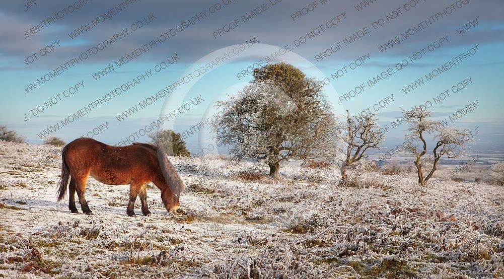 Ponies on Cothelstone Hill Somerset