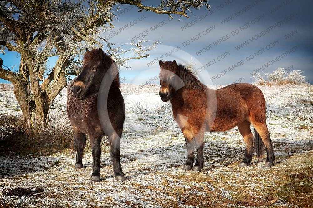 Ponies on Cothelstone Hill Somerset