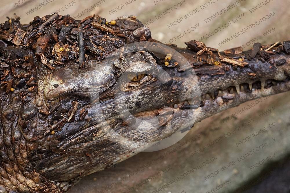 False Gharial Crocodile
