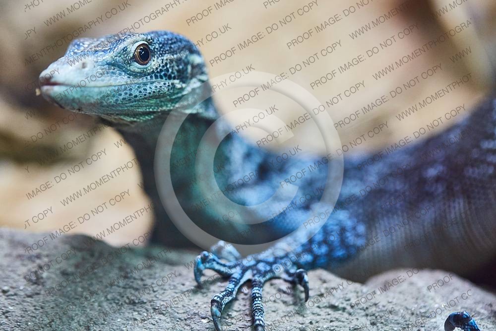 Blue tree monitor