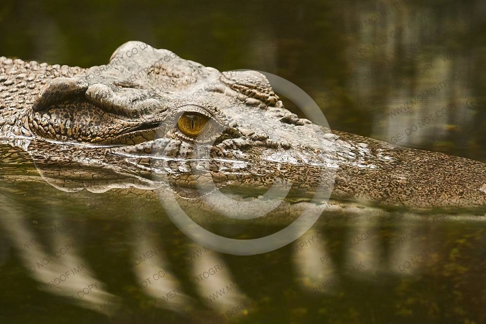 Saltwater Crocodile