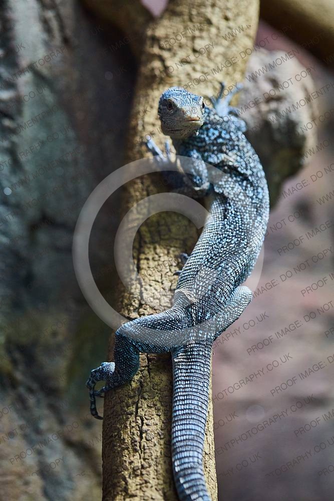 Blue tree monitor