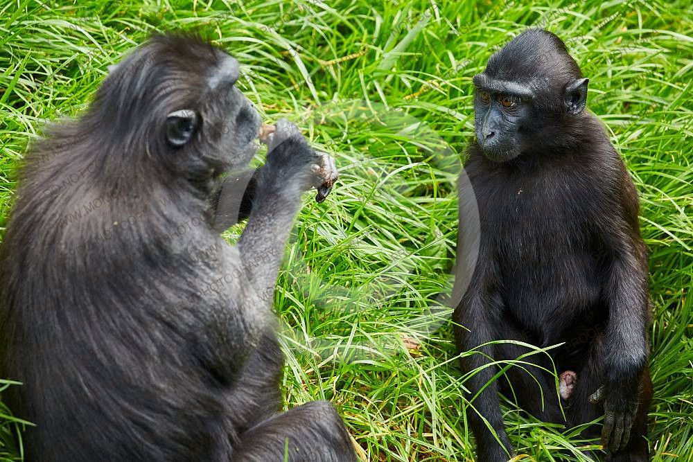 Sulawesi Crested Macaque