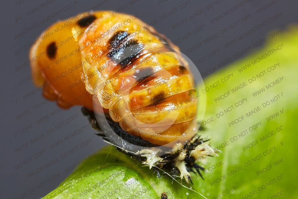 Ladybird larvae