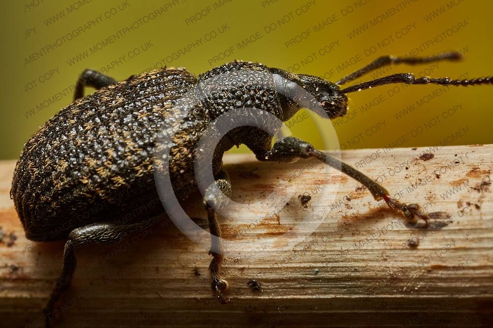 Vine Weevil
