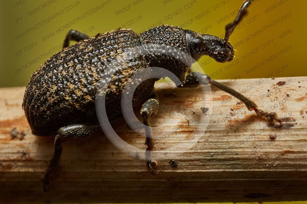 Vine Weevil