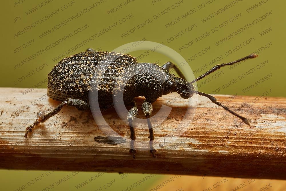 Vine Weevil