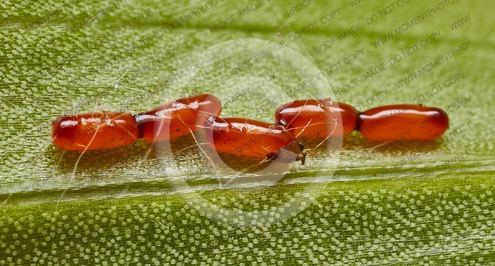 Lily beetle eggs
