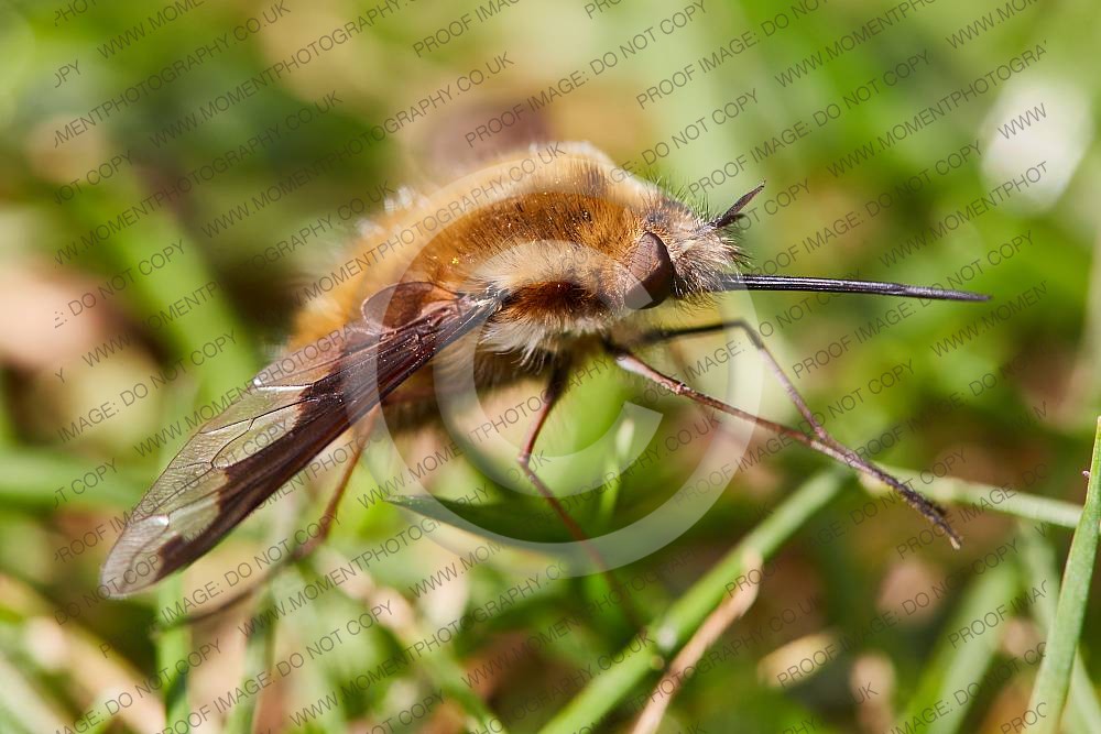 Bee Fly