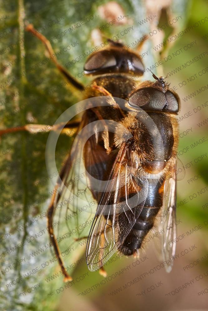 Drone flies mating