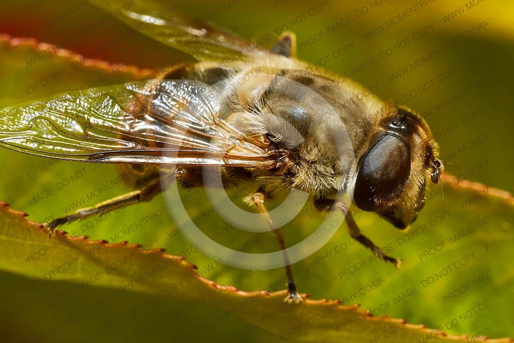 Drone Fly