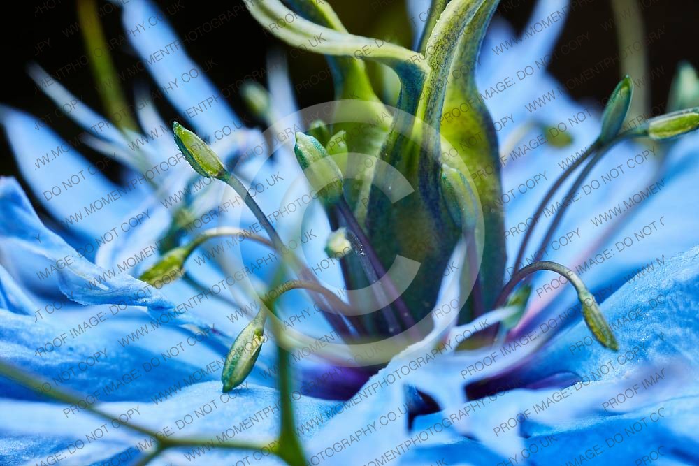 beautiful, botany, flower, horticulture, plant