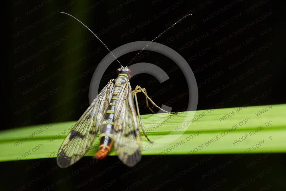 insect, perched, wings