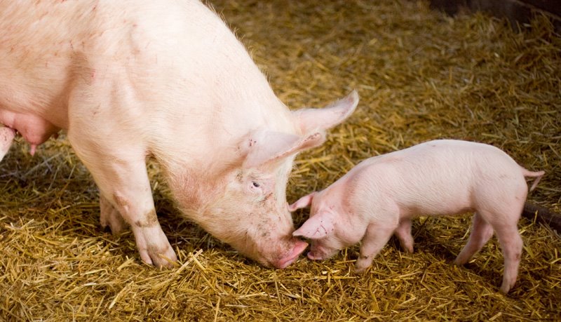 Lambing Sunday At Bridgwater College's Rodway Farm 2