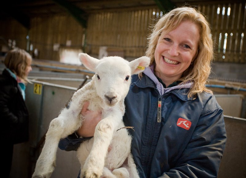 Lambing Sunday At Bridgwater College’s Rodway Farm