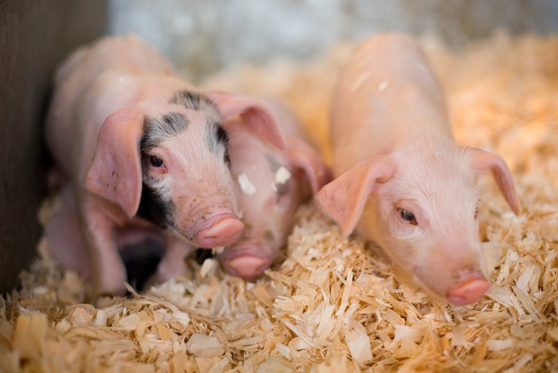 Lambing Sunday At Bridgwater College's Rodway Farm 3