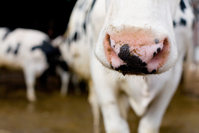 Lambing Sunday At Bridgwater College's Rodway Farm 4