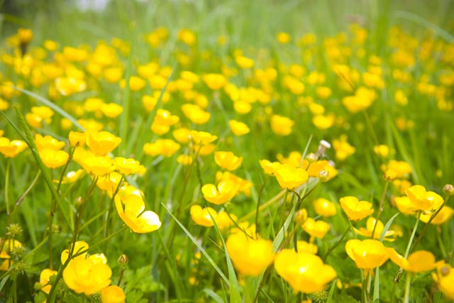 A beautiful day at Hestercombe Gardens 1 A beautiful day at Hestercombe Gardens 1