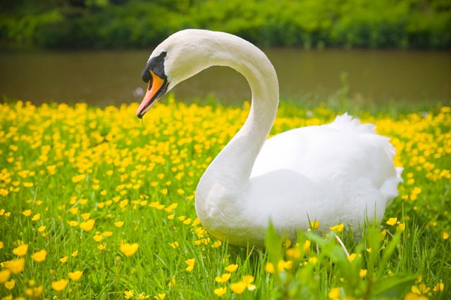 A beautiful day at Hestercombe Gardens 2 A beautiful day at Hestercombe Gardens 2