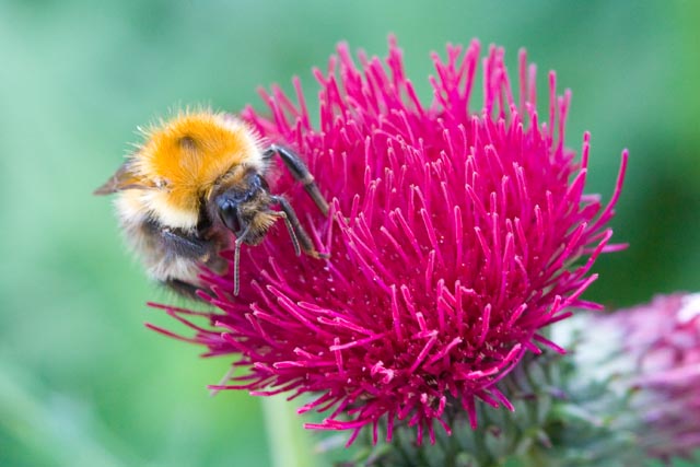 A beautiful day at Hestercombe Gardens 3 A beautiful day at Hestercombe Gardens 3