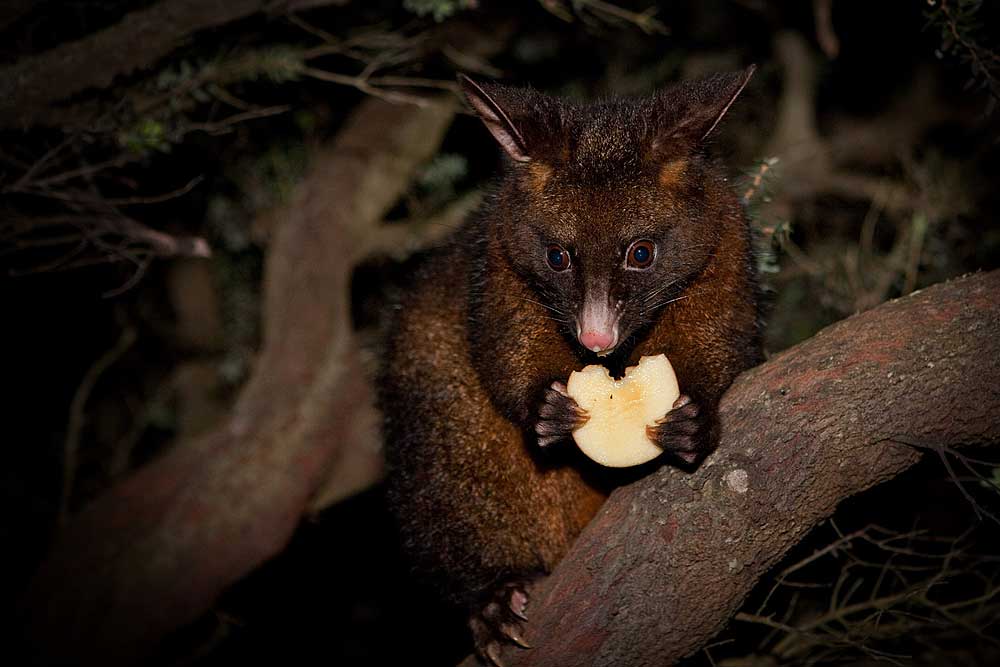 New Zealand and Australia holiday 15