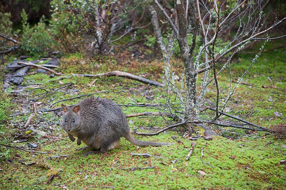 New Zealand and Australia holiday 7