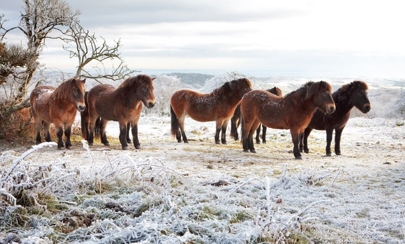 Somerset winter photos