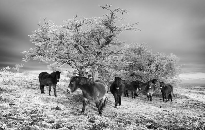 Somerset winter photos 2