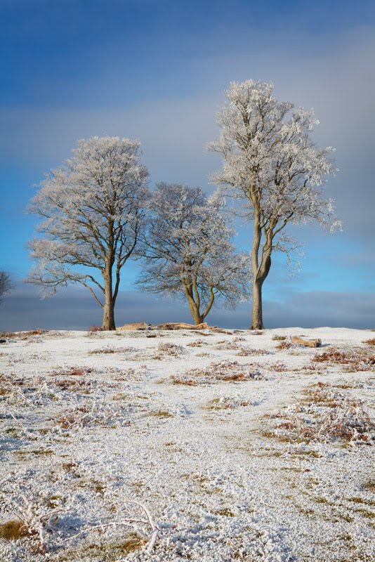 Somerset winter photos 4