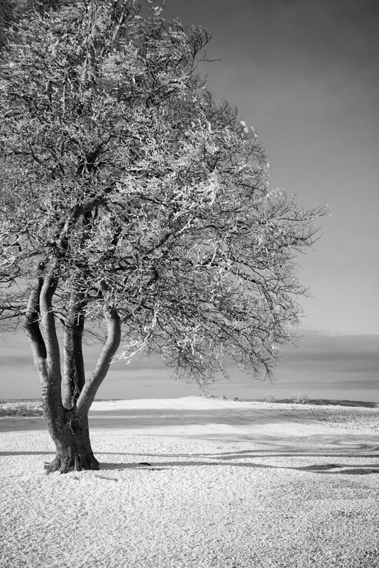 Somerset winter photos 3