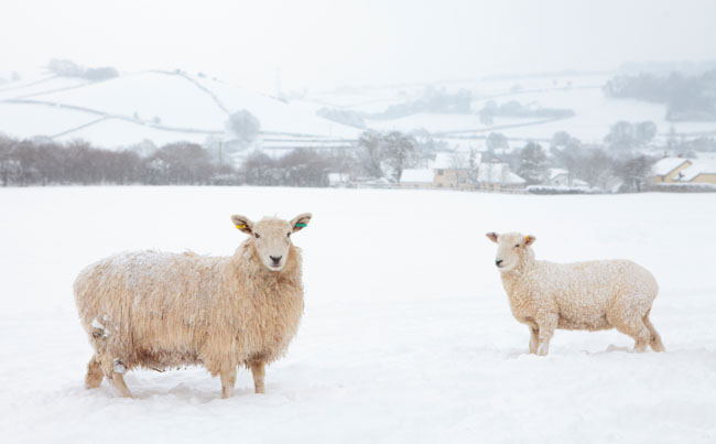 Exmoor winter photos