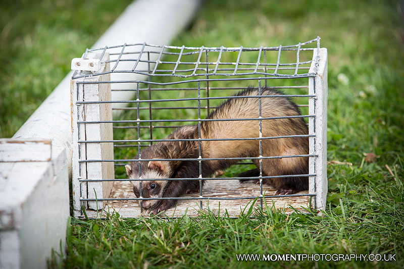 Caged ferret racing at The Lowland Games 2016