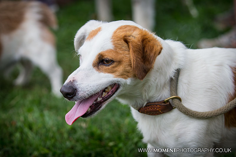 Terrier dog eagerly watching the ferret racing at The Lowland Games 2016