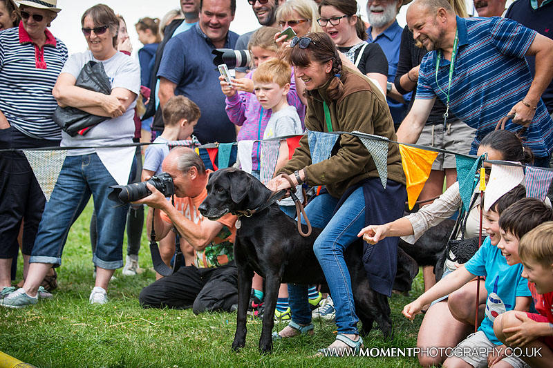 A black labrador dog gets excited by the ferret racing at The Lowland Games 2016
