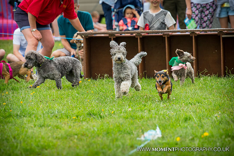 Dogs like bullets in the terrier racing at The Lowland Games 2016