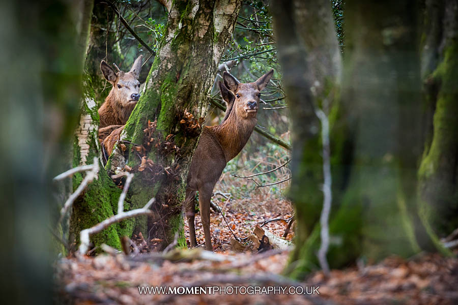 Wild deer in the woods of Holford, Somerset